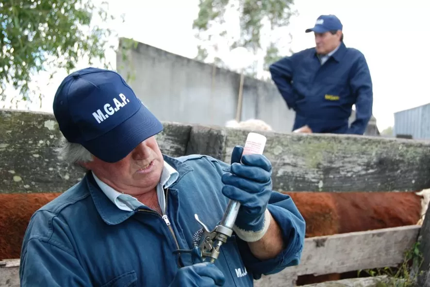 Imagen de En medio de la emergencia por déficit hídrico, se reprograma la vacunación contra la fiebre aftosa
