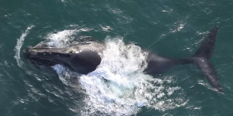 Imagen de Maldonado y Rocha presentaron calendario de actividades con motivo del Día Nacional de Protección de la Ballena Franca
